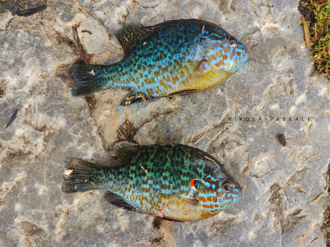 (ФОТО) Познатиот нуркач Никола Паскали: Инвазивни и штетни видови риби ...